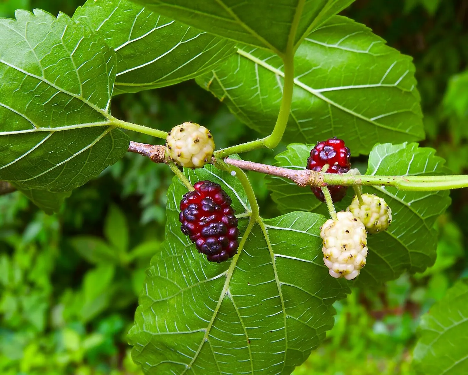 White Mulberry Morus alba 100 Seeds  USA Company  USA Company