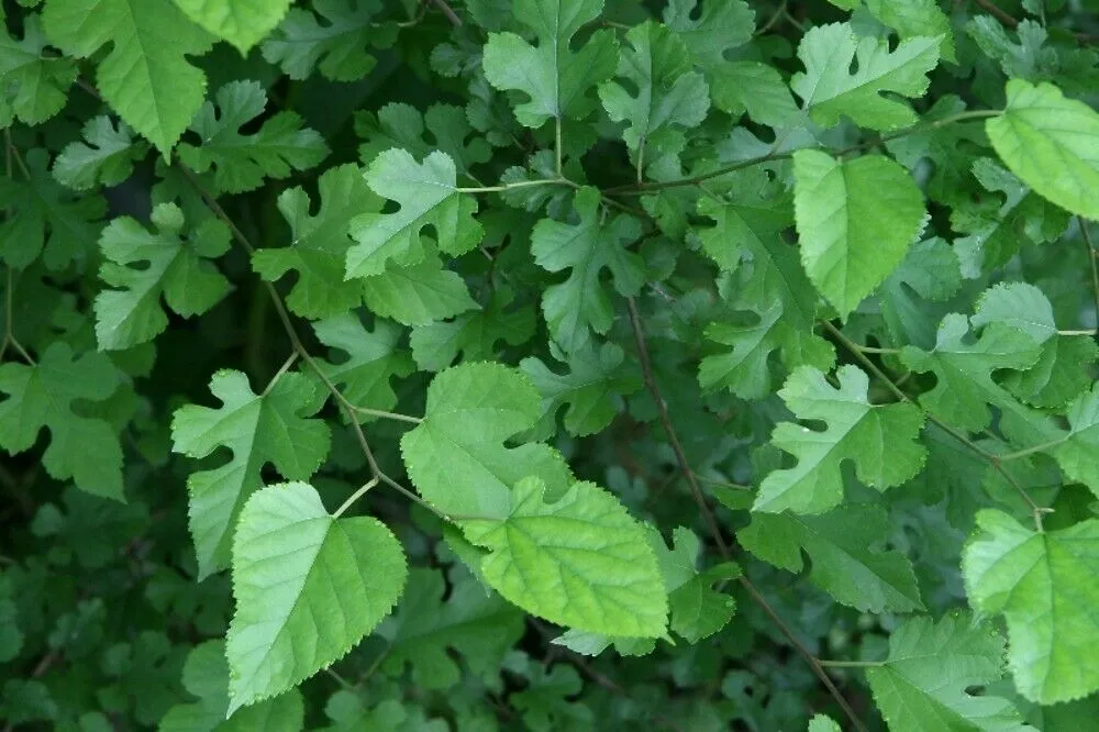 White Mulberry Morus alba 100 Seeds  USA Company  USA Company