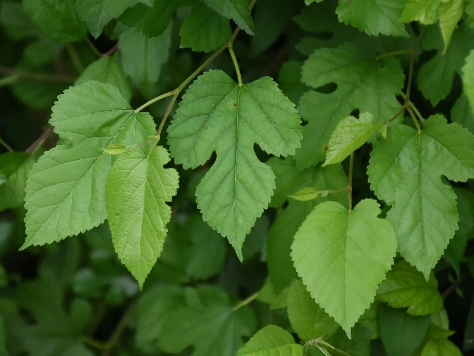 White Mulberry Morus alba 100 Seeds  USA Company  USA Company