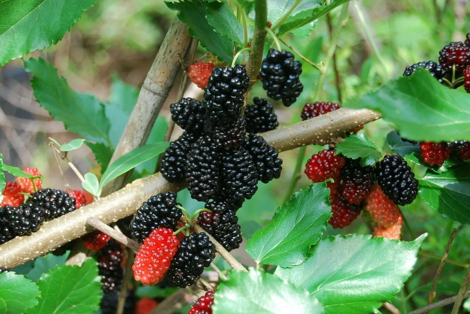 White Mulberry Morus alba 100 Seeds  USA Company  USA Company