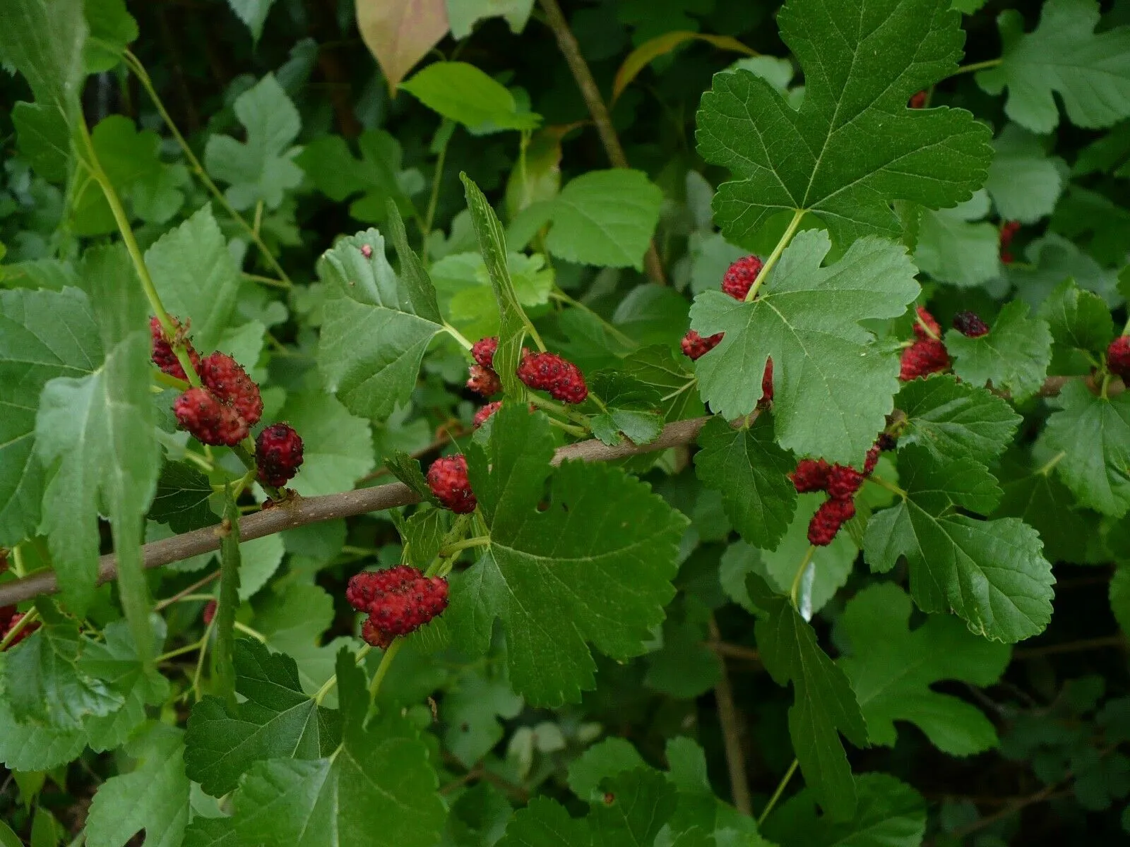 White Mulberry Morus alba 100 Seeds  USA Company  USA Company