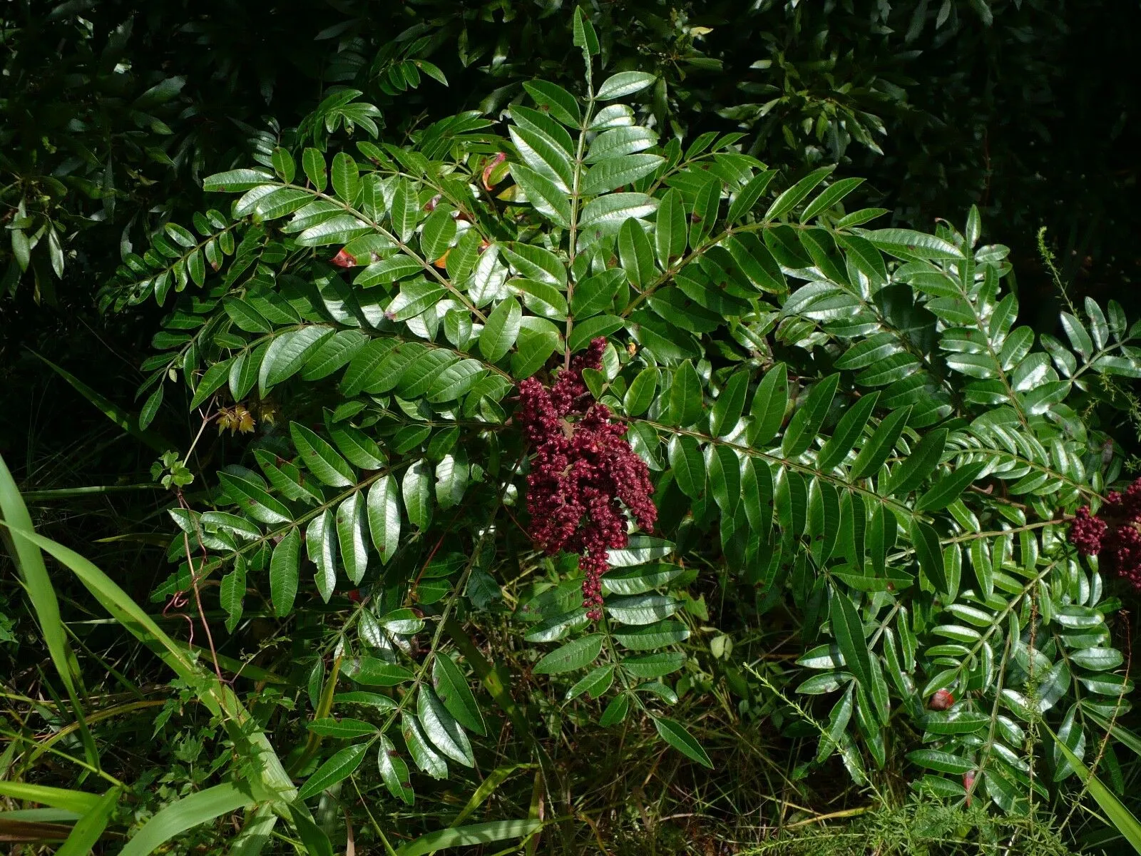 Winged Sumac   Rhus copallinum  100 Seeds  USA Company