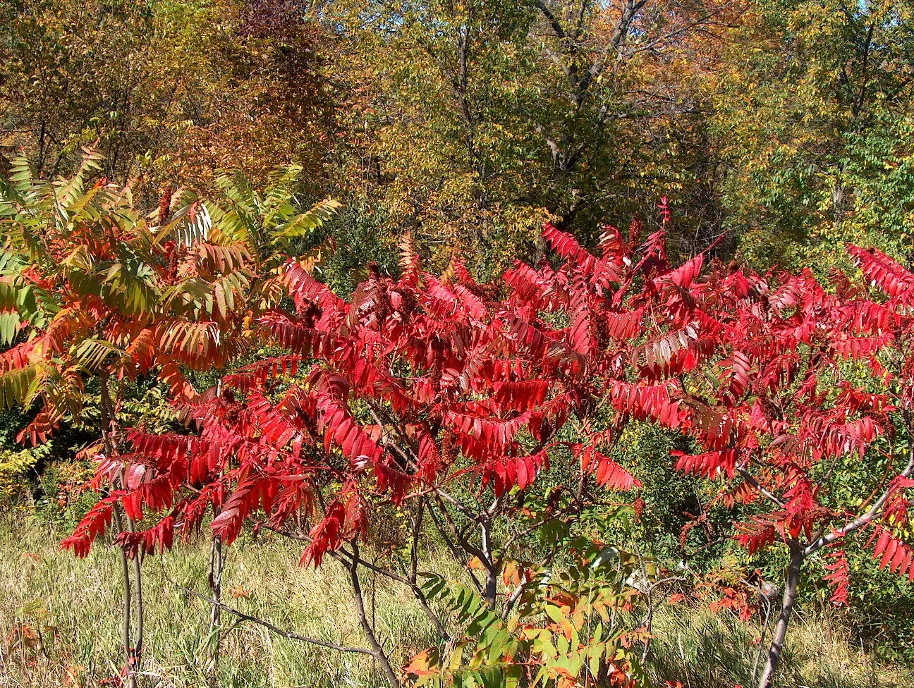 Winged Sumac   Rhus copallinum  100 Seeds  USA Company