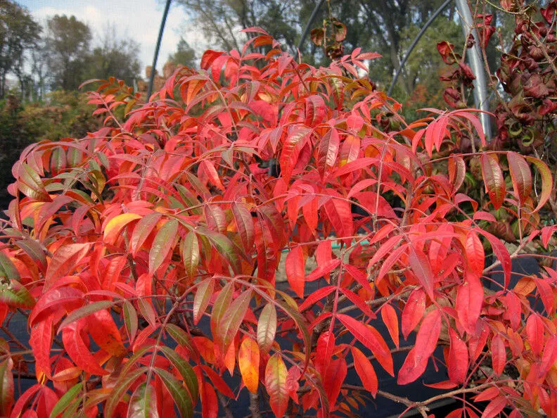 Winged Sumac   Rhus copallinum  100 Seeds  USA Company
