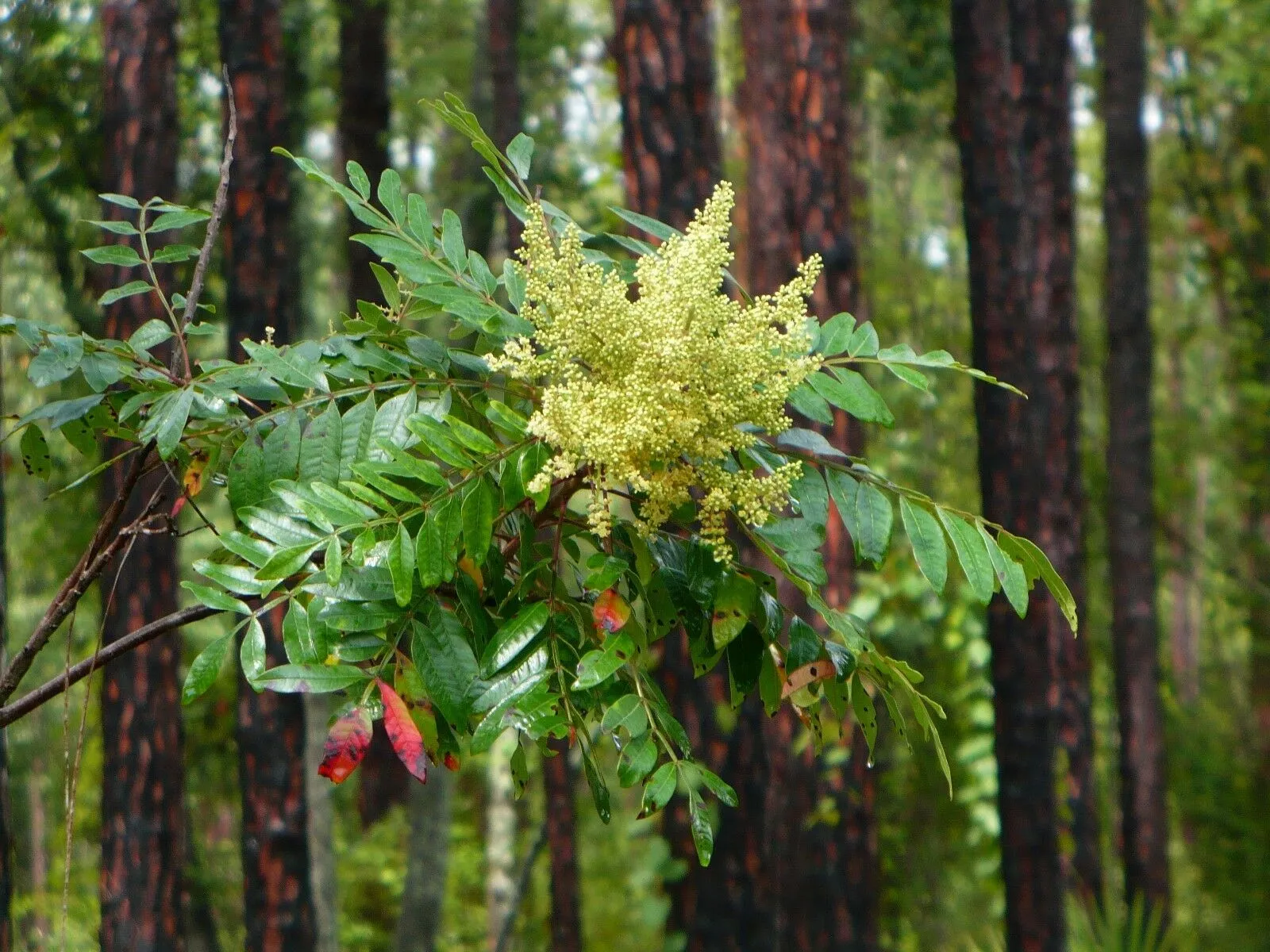 Winged Sumac   Rhus copallinum  100 Seeds  USA Company